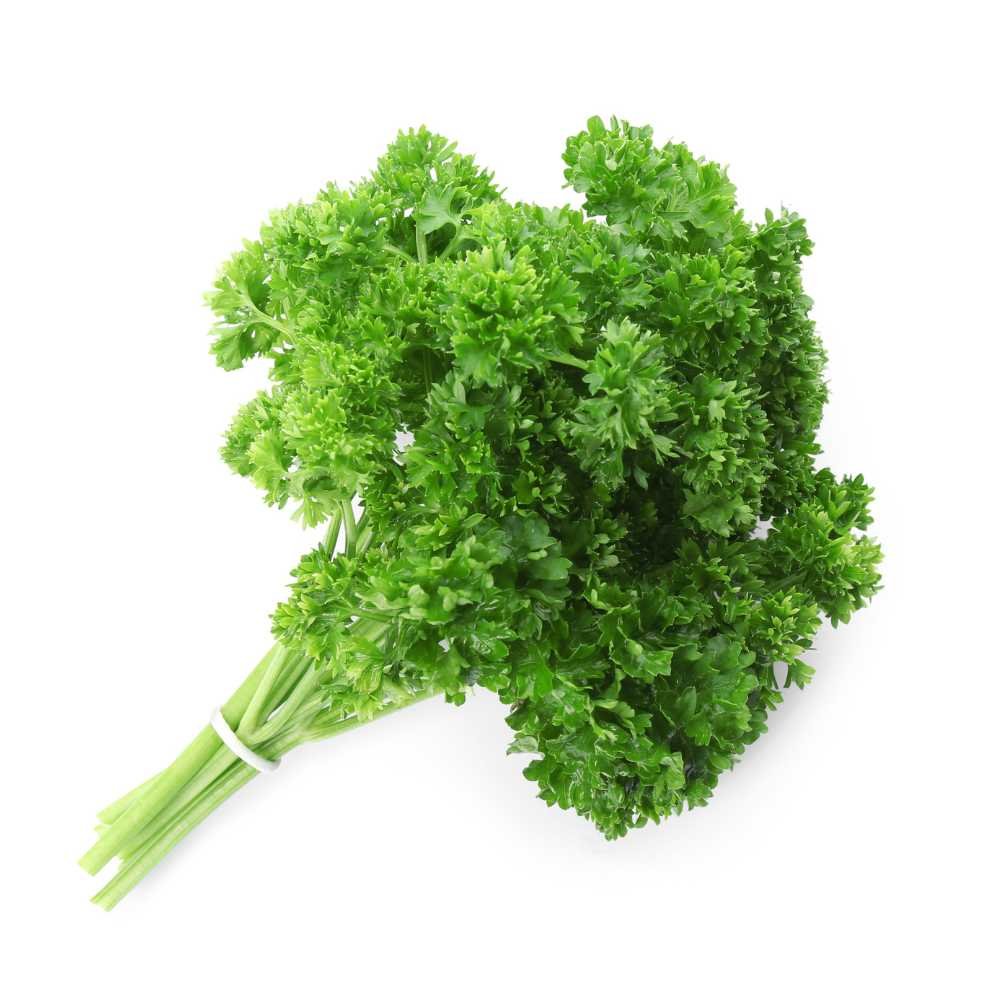 Parsley Seeds - 750 Seeds (Ajmod/अजमोद के बीज) Parsley Seeds - 750 Seeds (Ajmod/अजमोद के बीज)