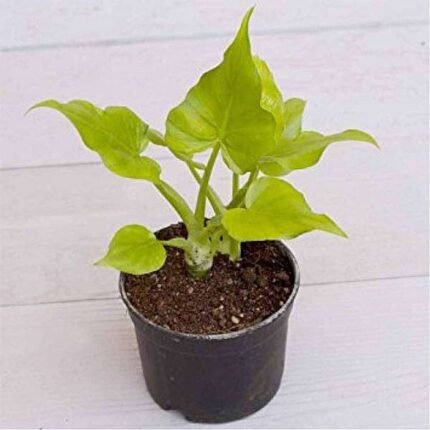 Philodendron selloum (Golden) - Plant
