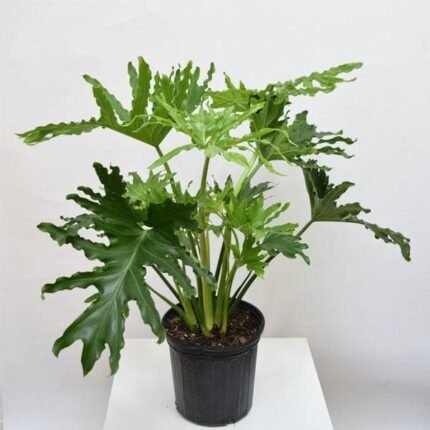Philodendron, Selloum - Plant