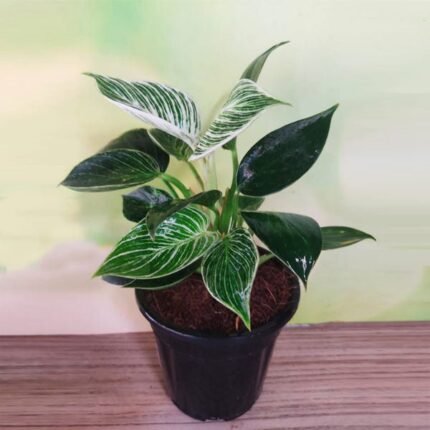 Philodenron Birkin - Plant