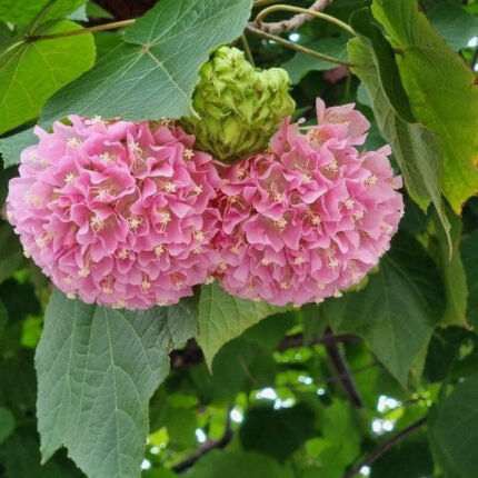 Pink Ball Tree - Dombeya wallichii
