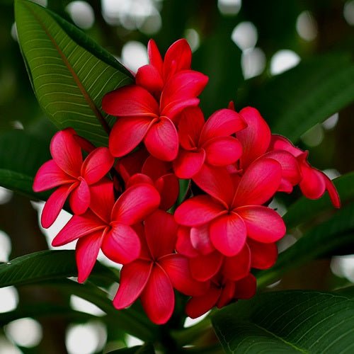 Plumeria Pink Plant - Champa, Frangipani