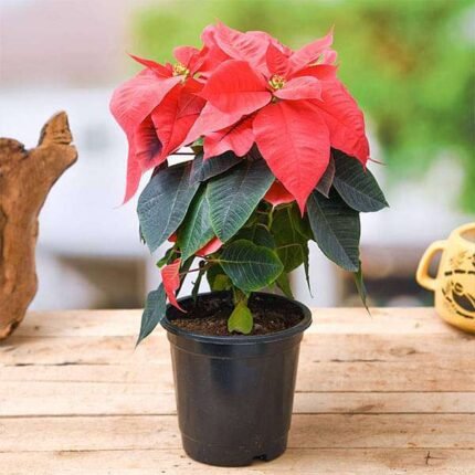 Poinsettia, Christmas Flower (Any color) - Plant