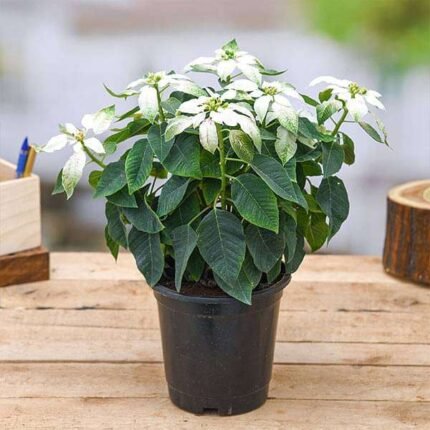 Poinsettia, Christmas Flower (White) - Plant
