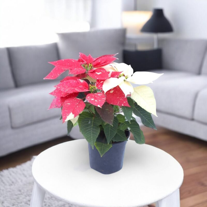 Poinsettia Variegated Plant - Air Purifier Indoor Plant