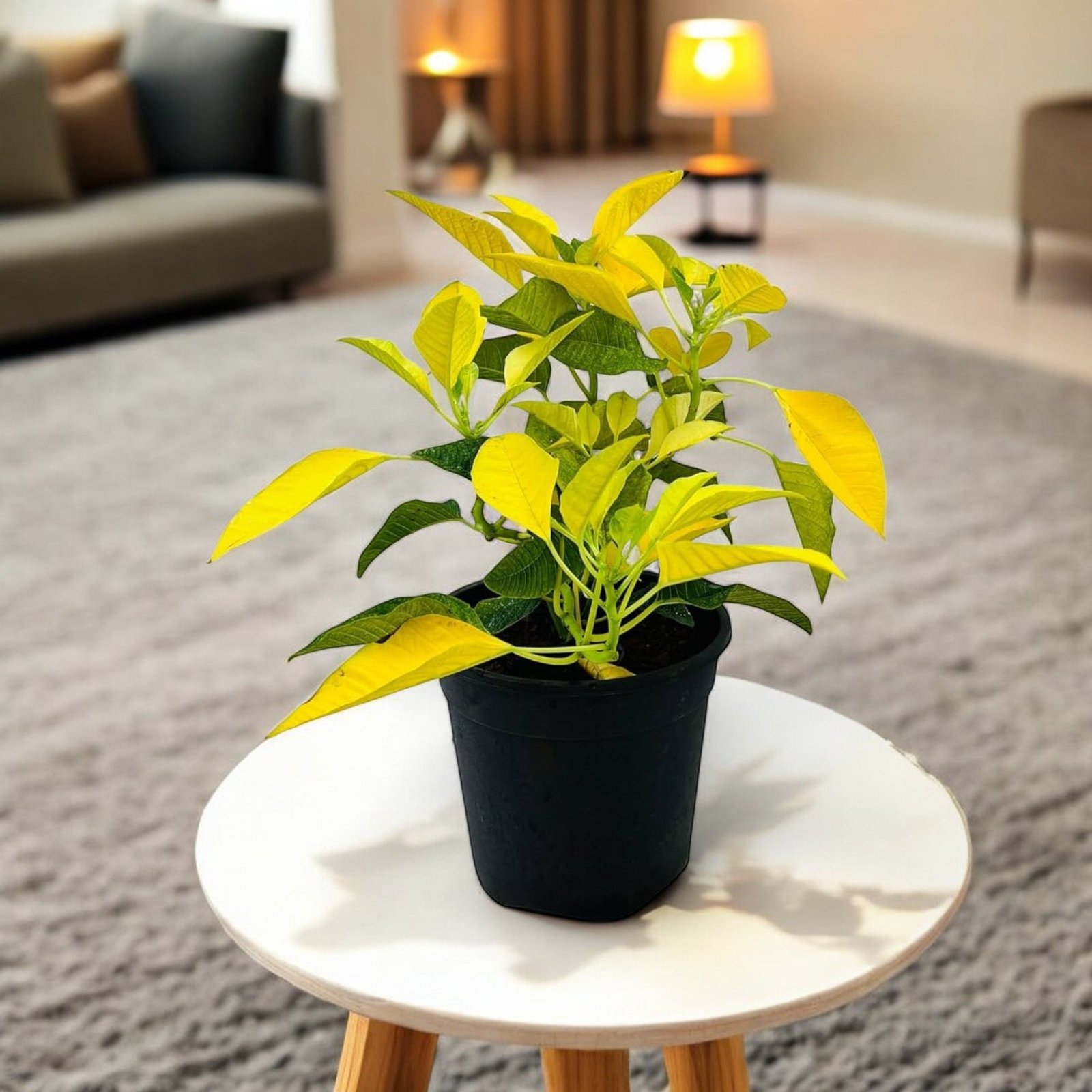 Poinsettia Yellow Plant - Air Purifier Indoor Plant Poinsettia Yellow Plant - Air Purifier Indoor Plant