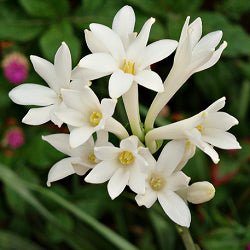 Rajnigandha - Tuberosa Plant