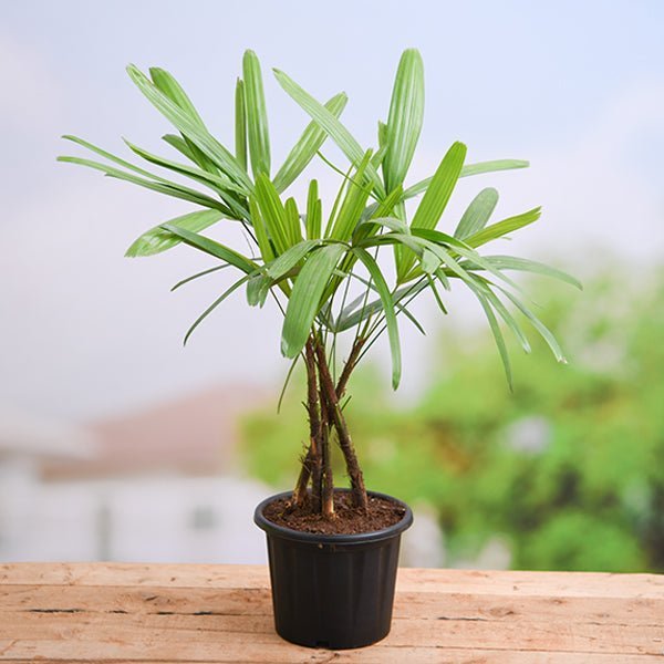 Raphis Palm, Lady Palm - Plant
