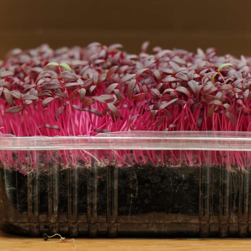 Red Amaranth Microgreen Seeds (25g)