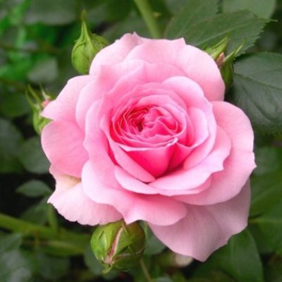 Rose Baby Pink Plant in 6' Inch Pot