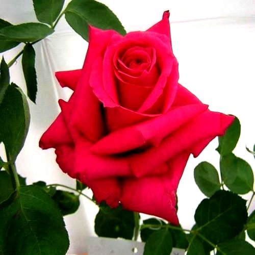 Rose Gladiator Red Plant in 6' Inch Pot