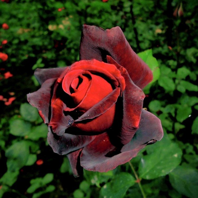 Rose Maroon Plant in 6' Inch Pot