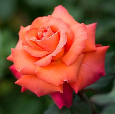 Rose Orange Plant in 6' Inch Pot