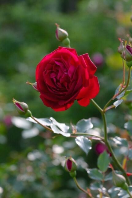 Rose Plant