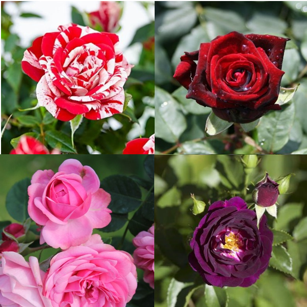 Rose Plant Pack (Pack of 6 Colors) - Each Plant in 6' Inch Pot