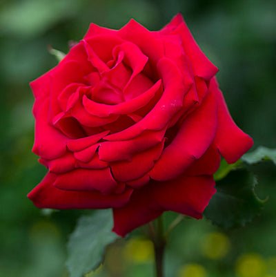 Rose Red Plant in 6' Inch Pot