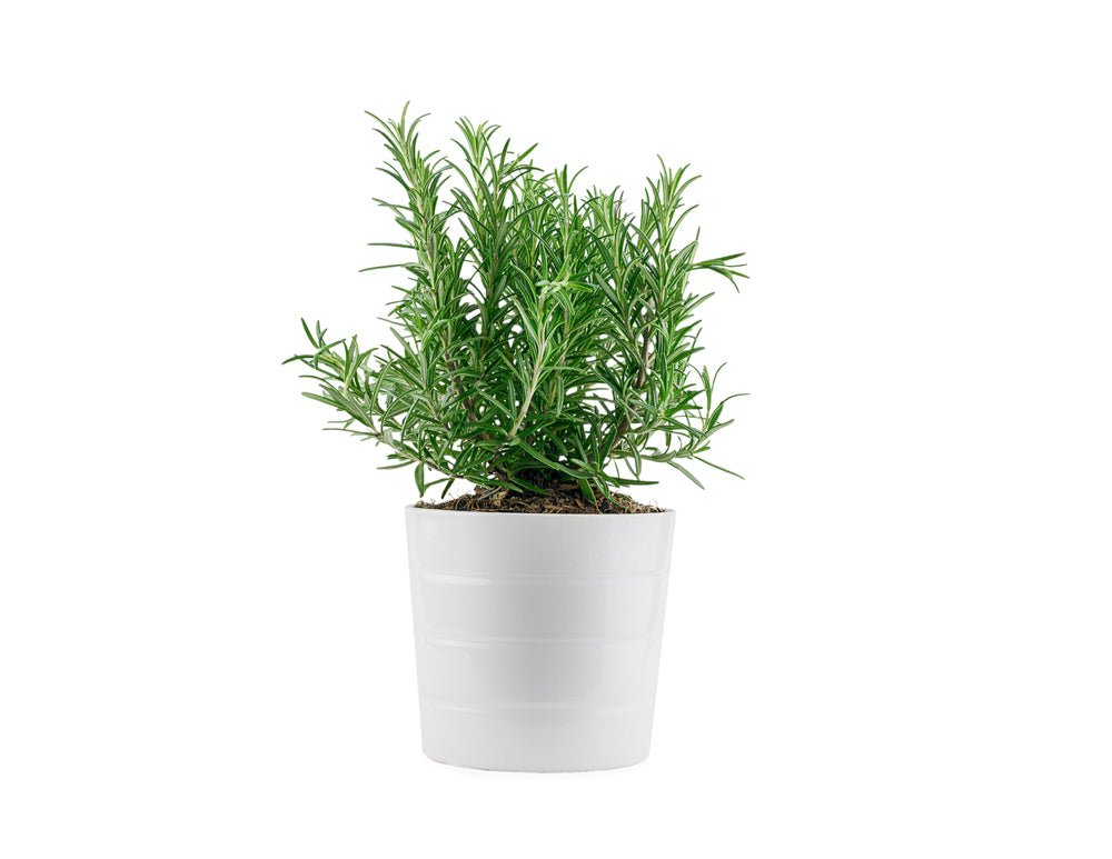 Rosemary Seeds - 100 Seeds (Gulmehndi/गुलमेंहदी के बीज)