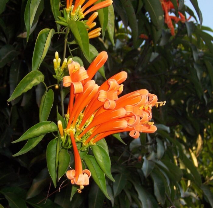 Sankrant Vel Plant - Flame Vine