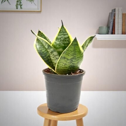Sansevieria Compacta Dwarf - Snake Plant