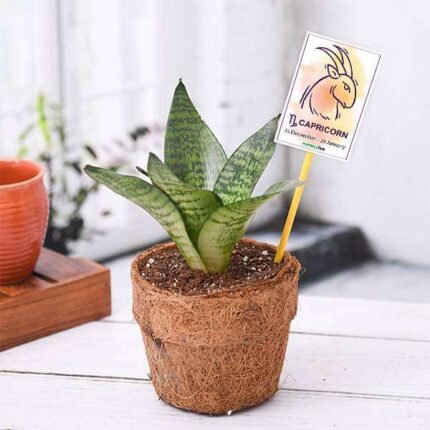 Sansevieria for Capricorn or Makar Rashi - Plant