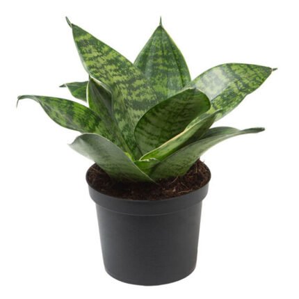 Sansevieria Green Small - Snake Plant