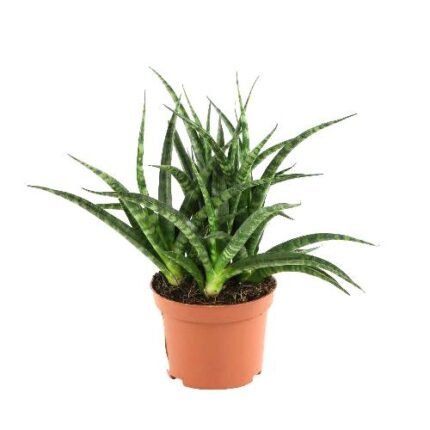 Sansevieria Silver Steel - Snake Plant