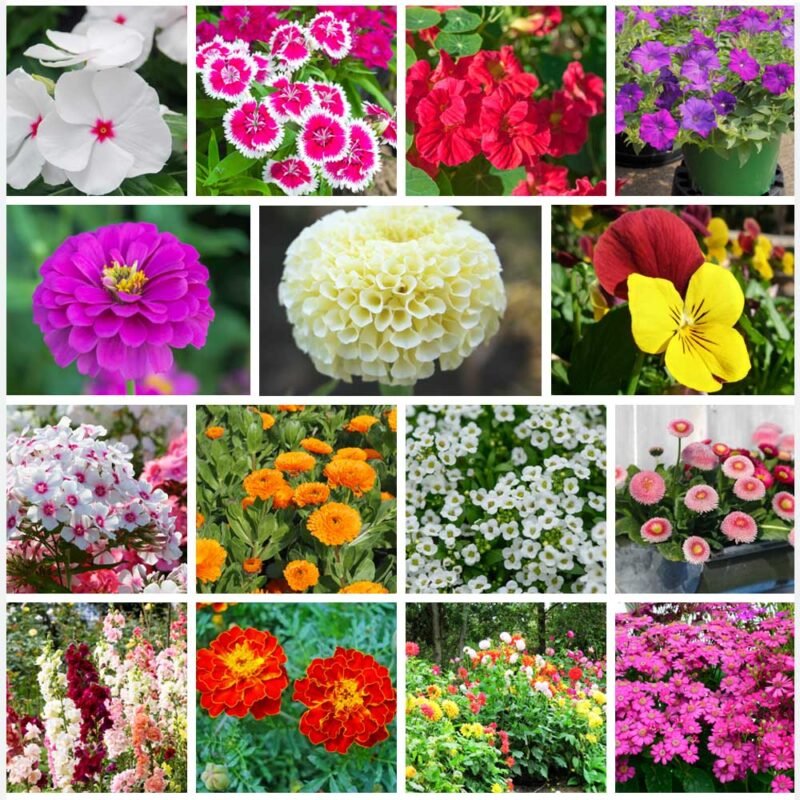 Set of 15 Winter Season Flower Seeds Combo Pack