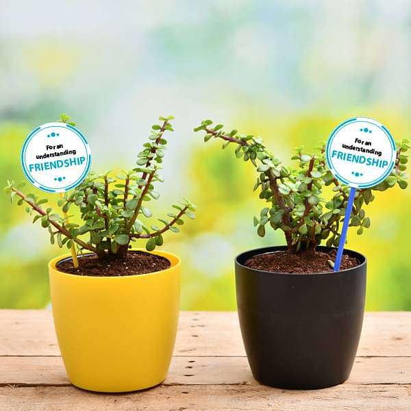 Set of 2 Good Luck Jade Plants for our Adventurous Friendship