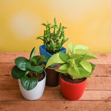Set of 3 Small Plants for Luck