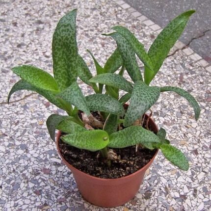 Silver Squill, Ledebouria socialis - Plant