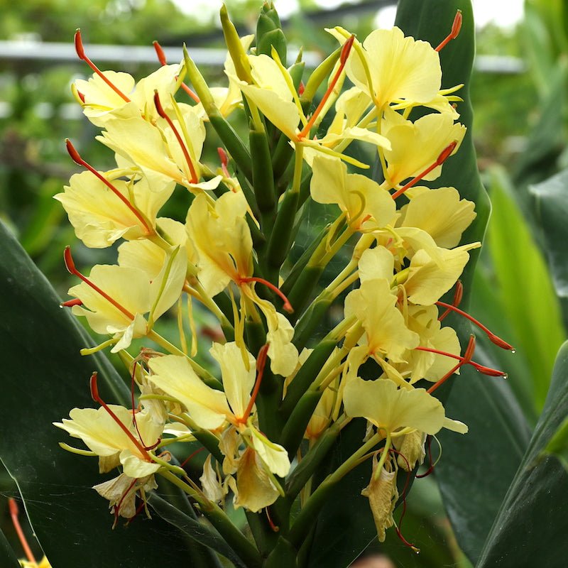 Sontakka Plant -Yellow Garland Lily