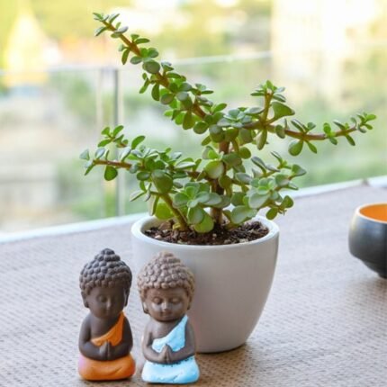 Spread Luck and Happiness with Jade plant and Buddha