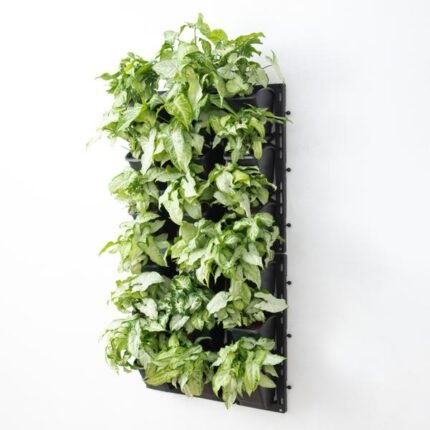 Syngonium Green Wall to Beautify Indoor Space