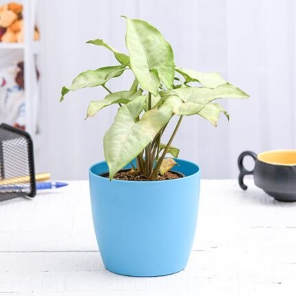 Syngonium Podophyllum Silver Pearl - Plant