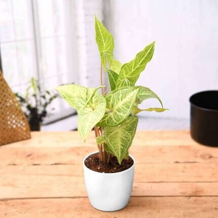 Syngonium Podophyllum White Butterfly - Plant