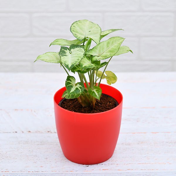 Syngonium variegated - Plant
