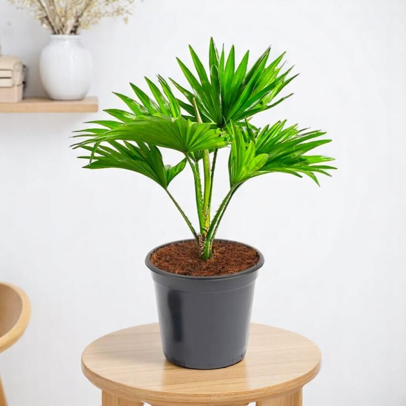 Table Palm - Umbrella Palm Plant