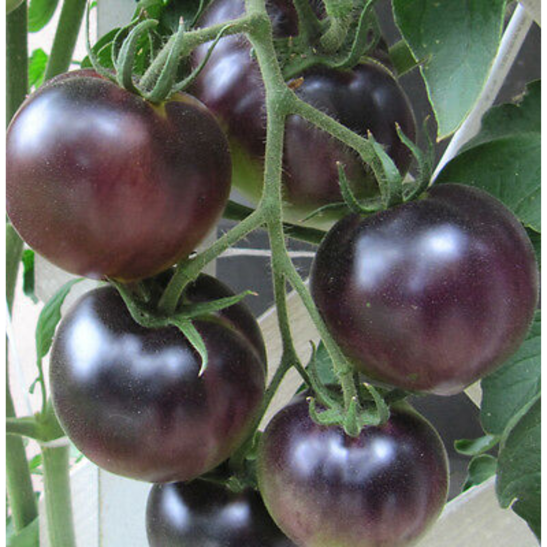 TOMATO BLACK PURPLE HYBRID SEEDS (12 seeds) TOMATO BLACK PURPLE HYBRID SEEDS (12 seeds)