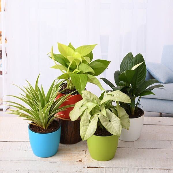 Top 4 stress relieving plants pack