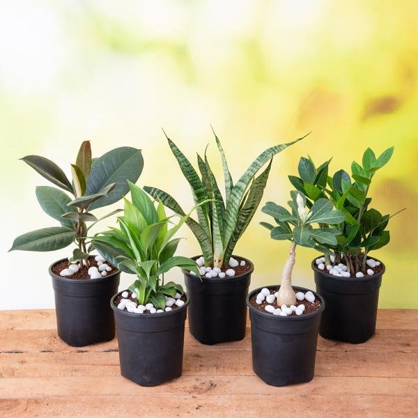 Top 5 No Fail Plants