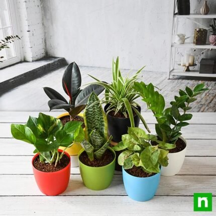 Top 6 plants for healthy lifestyle