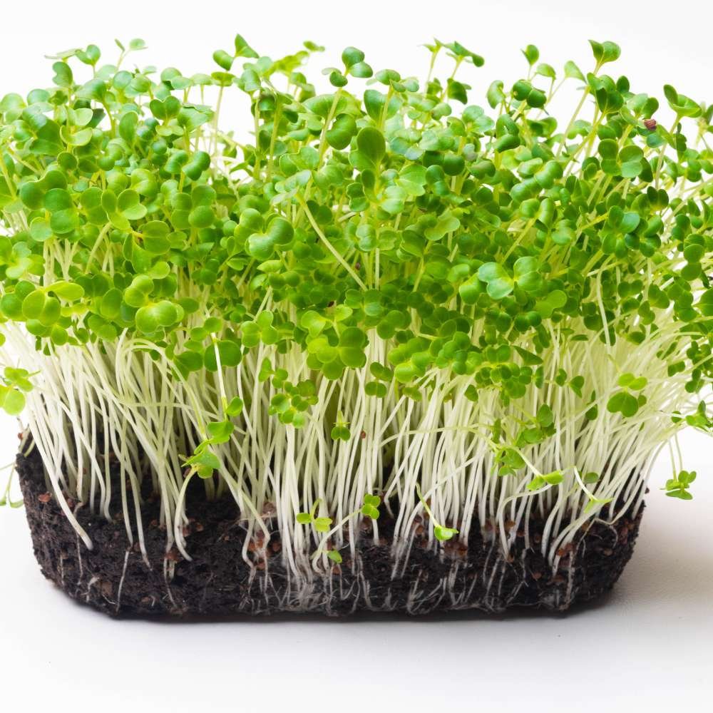 Turnip Microgreen Seeds (25g) Turnip Microgreen Seeds (25g)