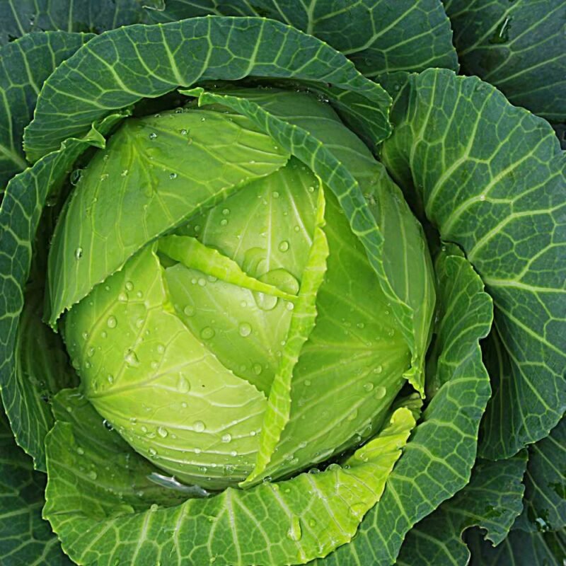 Untreated Cabbage Seeds For Organic Gardening - 200 Seeds (Patta Gobhi/ पत्ता गोभी के बीज)