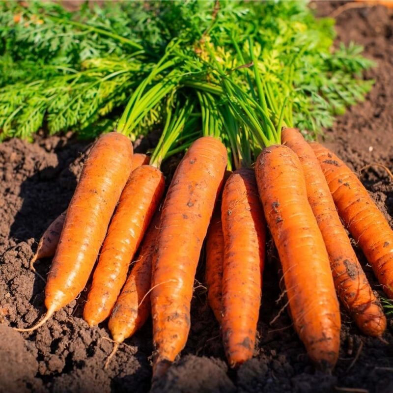 Untreated Carrot Orange Seeds For Organic Gardening - 1000 Seeds (Gajar/गाजर के बीज)