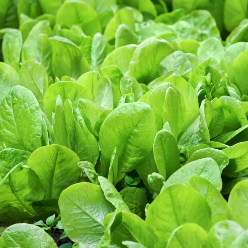 Untreated Spinach Seeds For Organic Gardening - 750 Seeds (Palak/ पालक के बीज)