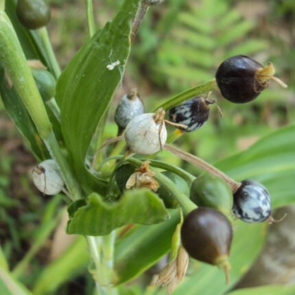 Vaijanti Plant - Vaijayanti, Baijayanti, Vaijanti Mala Plant