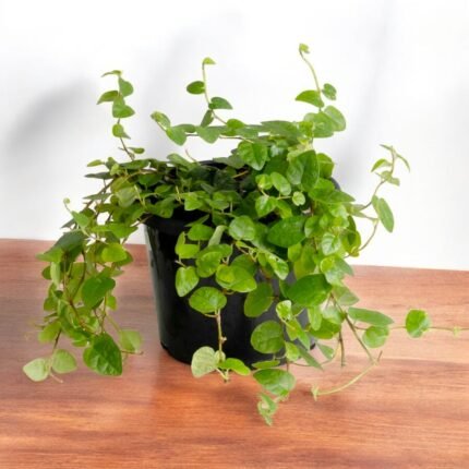 Wall Creeper Plant - Wagh Nakhi, Creeping Fig, Chipkali Bel