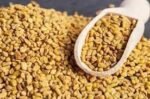 farm fresh Fenugreek Seeds (Methi) Pure Chemical free – First Delivery - Image 4